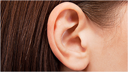 耳の裏側の皮膚を切開し耳介軟骨を摂取します。切開した皮膚は縫合します。